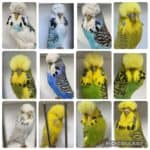 Hunter Valley Auction 14, Wally Capper Auction