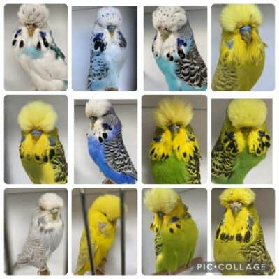 Hunter Valley Auction 14, Wally Capper Auction