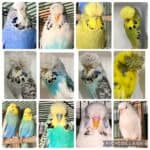 BSSA Budgerigar Auction 10 2026