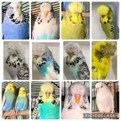 BSSA Budgerigar Auction 10 2026