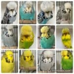 Elmir Family Auction May 2026