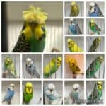 Elmir Family Crested Auction 2026