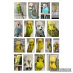 BSSA Auction 12 2026