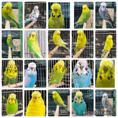 Cusack Budgerigar Auction 5 2026