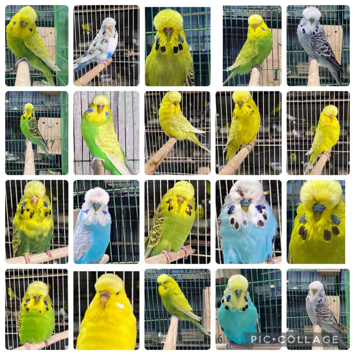 Cusack Budgerigar Auction 5 2026