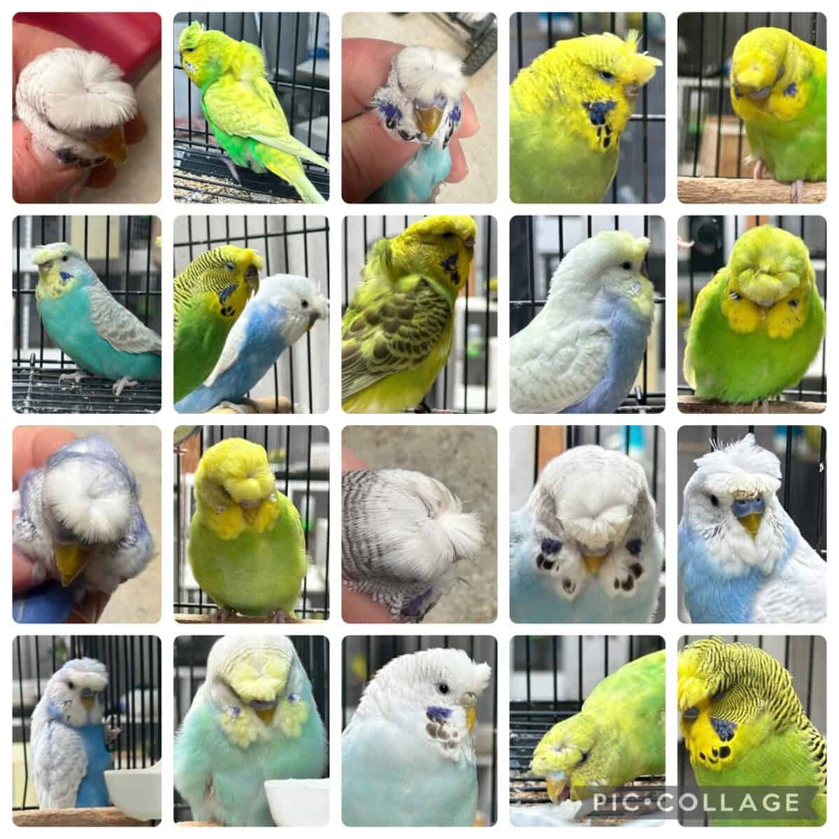 Elmir Family Crested Auction 2 2026