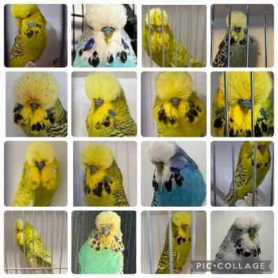 Hunter Valley Budgerigar Society Auction 15