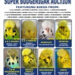Hills Budgerigar Auction 2026