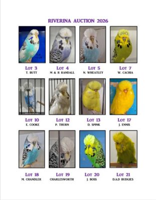 Riverina Budgerigar Auction 2026