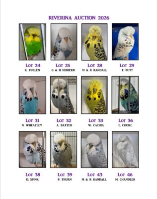 Riverina Budgerigar Auction 2026