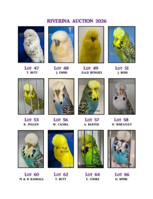 Riverina Budgerigar Auction 2026