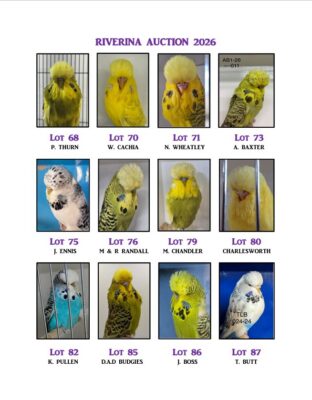 Riverina Budgerigar Auction 2026