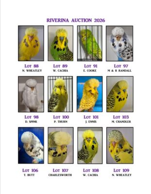 Riverina Budgerigar Auction 2026