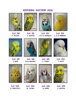 Riverina Budgerigar Auction 2026