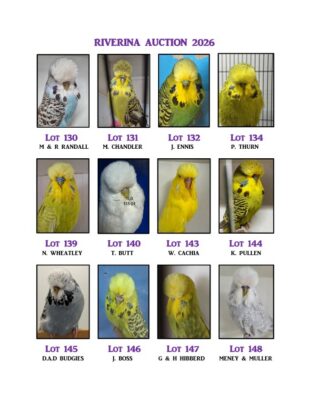 Riverina Budgerigar Auction 2026