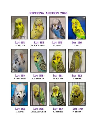 Riverina Budgerigar Auction 2026