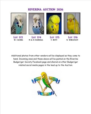 Riverina Budgerigar Auction 2026