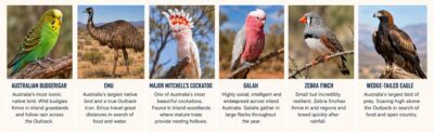 Australian Outback Birds