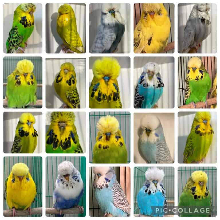 BNSBS Auction July 2026
