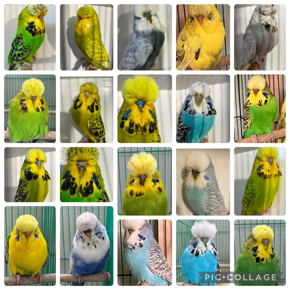 BNSBS Auction July 2026