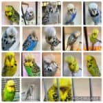 Mahir Family Final Budgerigar Auction 2026