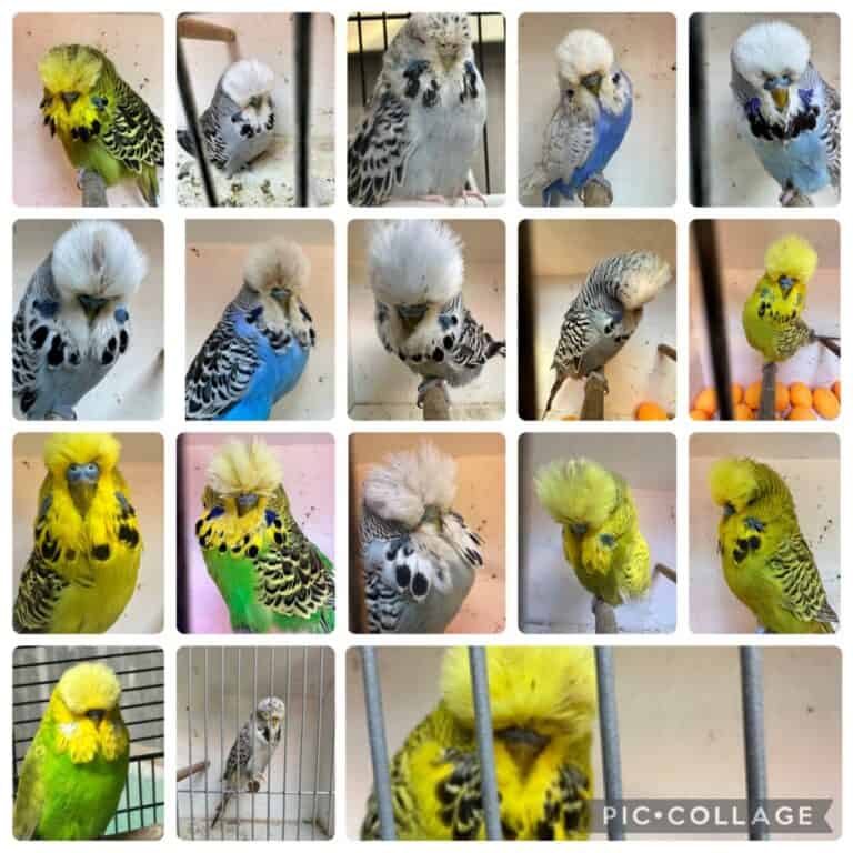 Mahir Family Final Budgerigar Auction 2026
