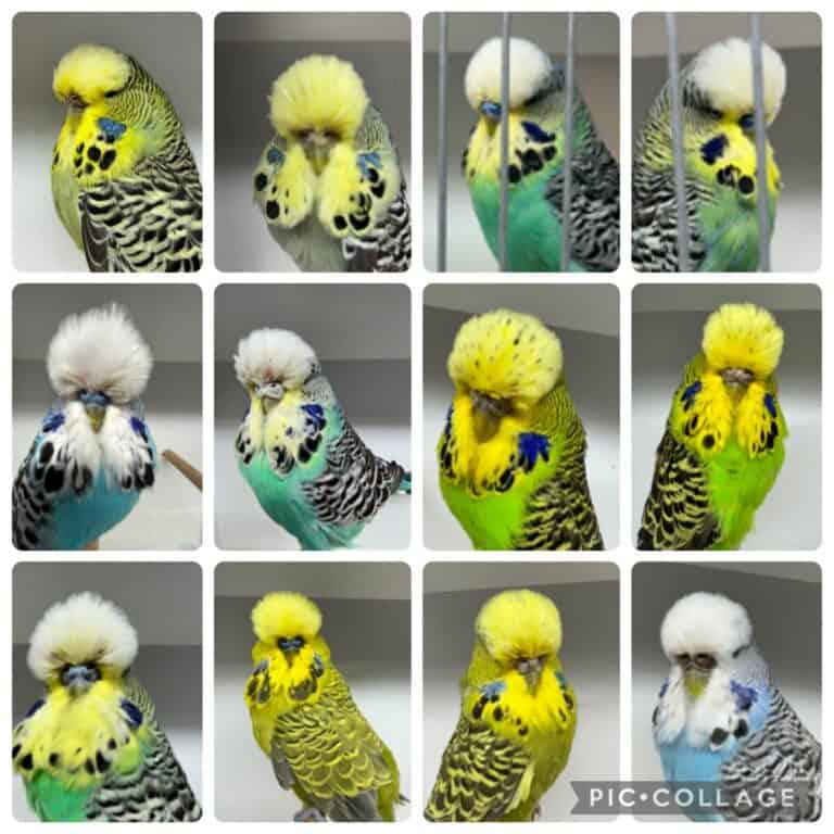 Vince Ieria Budgerigar Auction 2026
