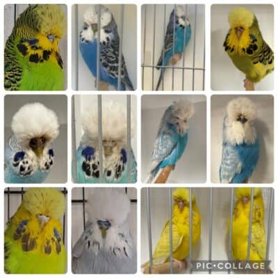 BSSA Budgie Auction 19 2026
