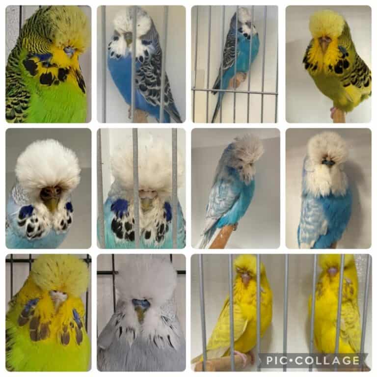 BSSA Budgie Auction 19 2026