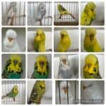 Mamic & Bates Budgerigar Auction 2026