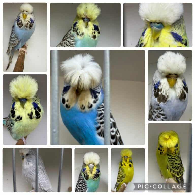 NB4 Nash Beniamin Budgerigar Auction October 2026