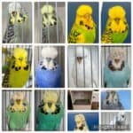 North Queensland Budgerigar Breeder's Club Auction October 2026