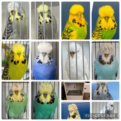 North Queensland Budgerigar Breeder's Club Auction October 2026